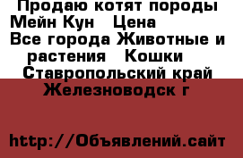 Продаю котят породы Мейн Кун › Цена ­ 12 000 - Все города Животные и растения » Кошки   . Ставропольский край,Железноводск г.